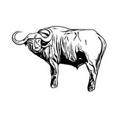 sketch of a buffalo with a transparent background