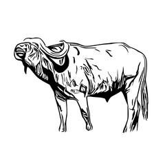 sketch of a buffalo with a transparent background