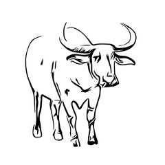 sketch of a buffalo with a transparent background