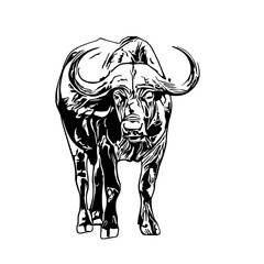sketch of a buffalo with a transparent background