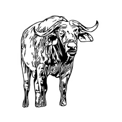 sketch of a buffalo with a transparent background