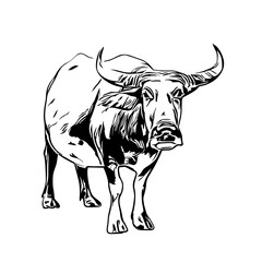 sketch of a buffalo with a transparent background