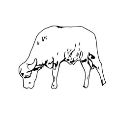 sketch of a buffalo with a transparent background