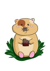 Hamster eating chocolate. It's always time for snack