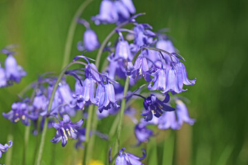 Bluebells flowering in a meadow