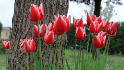 Tulipani nel giardino.
