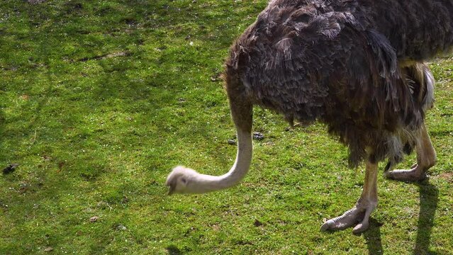 Close up of ostrich grazing on a meadow.
