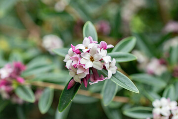 Daphne Tangutica plant in Saint Gallen in Switzerland