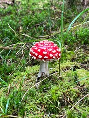 amanita muscaria fly mushroom