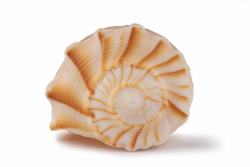 Seashell isolated on white background