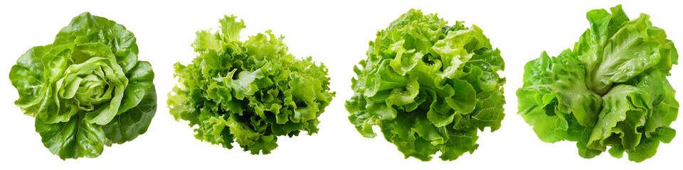 Lettuce cutout png transparent background