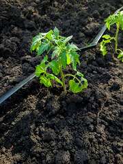 Green tomato seedling in ground next to micro irrigation hose. Irrigation system in vegetable garden