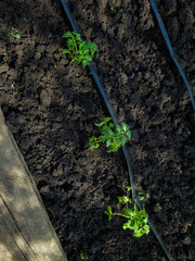 Green tomato seedlings in ground next to micro irrigation hose. Irrigation system in vegetable garden. Gardening, horticulture