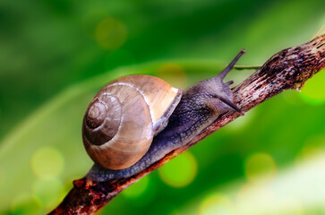 Mollusk Grape snail on shiny bright bokeh background 