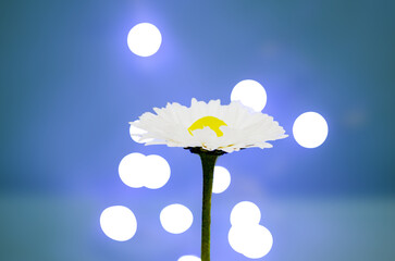 One alone white  daisy marguerite flower on blurred blue background Bokeh surface Beauty shining...