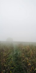 fog in the field landscape.