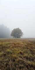 Fototapeta premium fog in the field landscape.