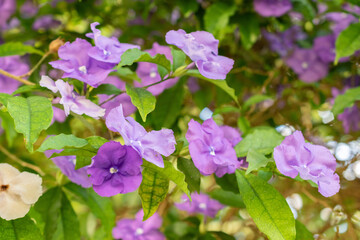 Manac or Brunfelsia Uniflora plant in Saint Gallen in Switzerland