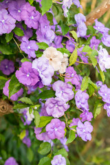 Manac or Brunfelsia Uniflora plant in Saint Gallen in Switzerland