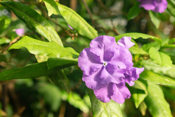Brunfelsia Pauciflora plant in Saint Gallen in Switzerland