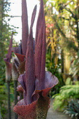 Konjac or Amorphophallus Rivieri plant in Saint Gallen in Switzerland