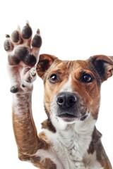 Adorable dog holding up its paw, perfect for pet-related designs