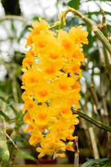 Dendrobium Densiflorum plant in Saint Gallen in Switzerland