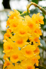 Dendrobium Densiflorum plant in Saint Gallen in Switzerland