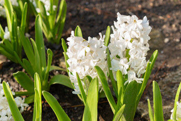 Hyacinthus Orientalis flowers in Saint Gallen in Switzerland