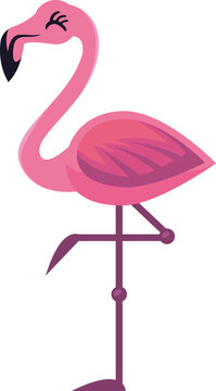 Flamingo Illustration
