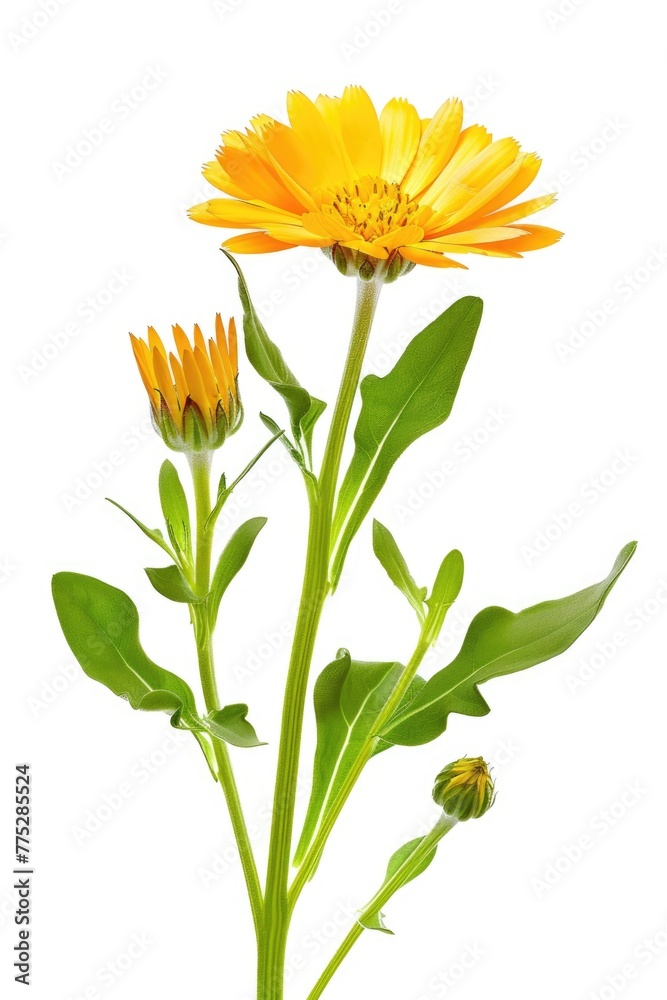 Poster close up of a vibrant yellow flower in a vase, suitable for various design projects