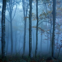 Obraz premium fog in the forest landscape.