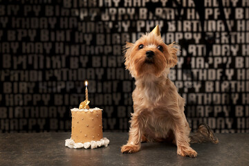 Yorkshire Terrier with a birthday hat and a cake birthday 