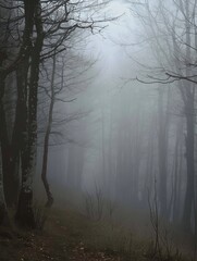 Obraz premium fog in the forest landscape.