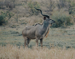 Naklejka na ściany i meble Kudu Antelope Bull at the Kruger national Park
