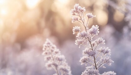 delicate openwork flowers in the frost gently lilac frosty natural winter background beautiful winter morning in the fresh air banner free space for inscriptions - obrazy, fototapety, plakaty