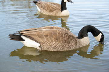 Obraz premium Canadian geese, Branta canadensis on the lake.