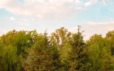 Imagen horizontal de la falda de pinos y el cielo 