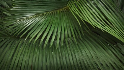 Green palm leaves as background. Palm Sunday concept.