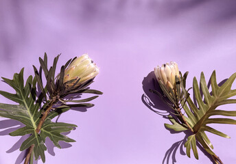 Protea cynaroides, also called the king protea flowers on colored purple paper background