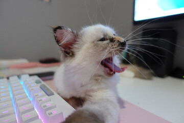 kitten yawns 