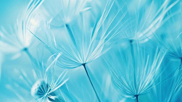 Close-up of dandelion seeds in ethereal blue tone. Macro photography with soft focus for wallpaper and serene concept