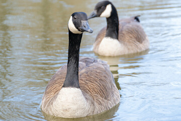 Canadian geese, Branta canadensis on the lake.