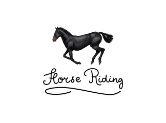 A Set Of Horses In Different Poses On A White Background. Hand drawn animal logo. Woodcut outline emblem, badge sketch. Vector engraved illustration for logo and tattoo or T-shirts.