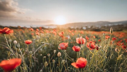 wonderful landscape at sunset a field of blooming red poppies in cyprus wild flowers in springtime beautiful natural landscape in the summertime amazing nature sunny scene