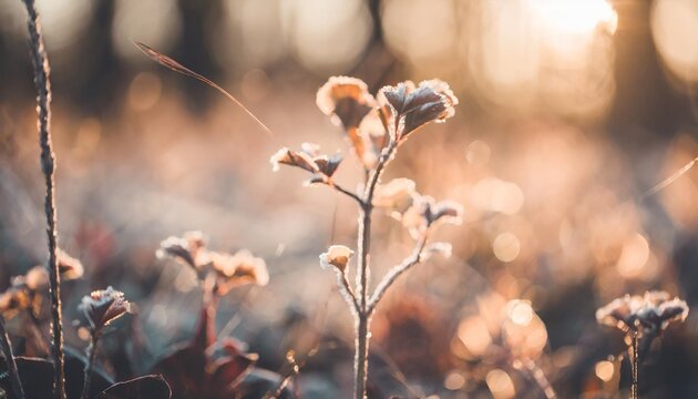 frosted plants in the autumn forest at sunrise macro image shallow depth of field vintage filter blurred nature background