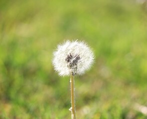 Obraz premium DIENTE DE LEON