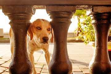 Close-up portrait of a sad lonely red and white spotted dog near a curly railing on the street,...