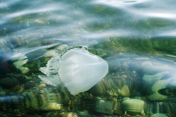 Cornerot jellyfish (Rhizostoma pulmo) in the black sea close-up