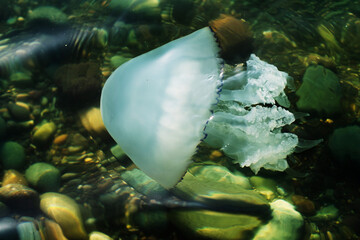 Cornerot jellyfish (Rhizostoma pulmo) in the black sea close-up